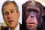 parecidos de bush